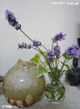 ラベンターちゃん*
