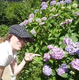 アジサイ*