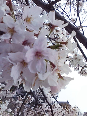 さくら～桜～♪
