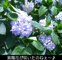 紫陽花です！