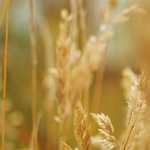 いい天気なのら…