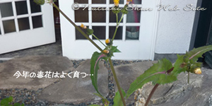 毒花の育つ家…