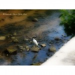 あれは…まだ陽射しのキツイ頃じゃった