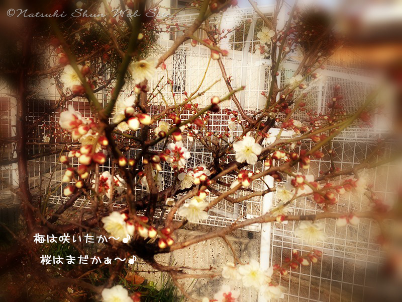 梅は咲いたかぁ〜
